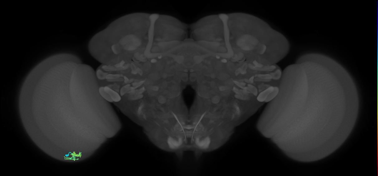 Dm10_L (MaleCNS:525198)