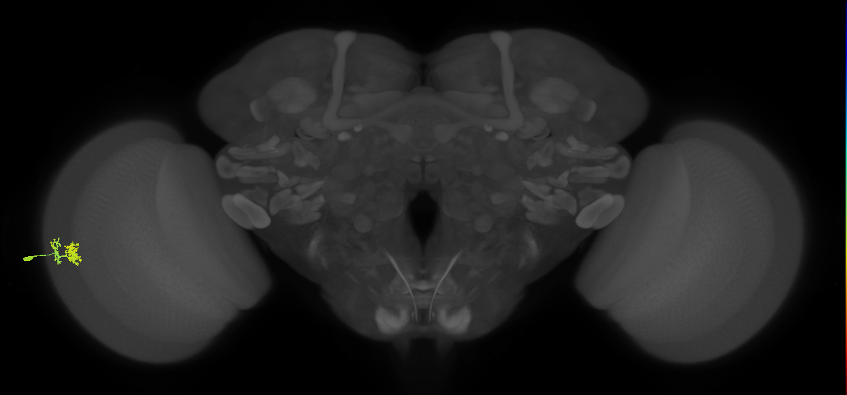 Dm10_L (MaleCNS:78199)