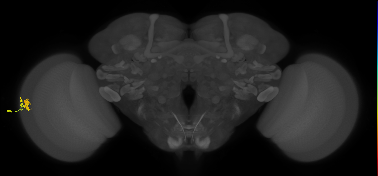Dm10_L (MaleCNS:62959)
