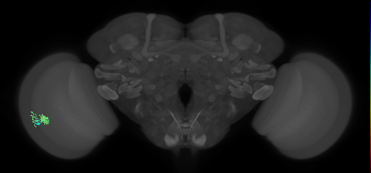 Dm10_L (MaleCNS:91008)