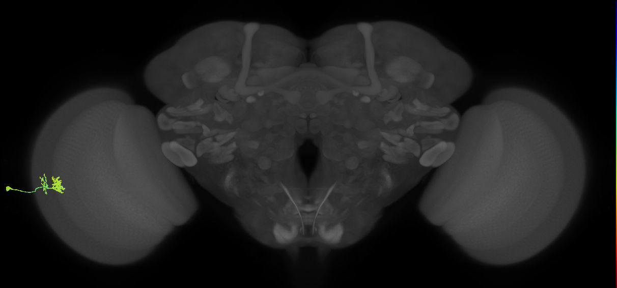 Dm10_L (MaleCNS:538115)