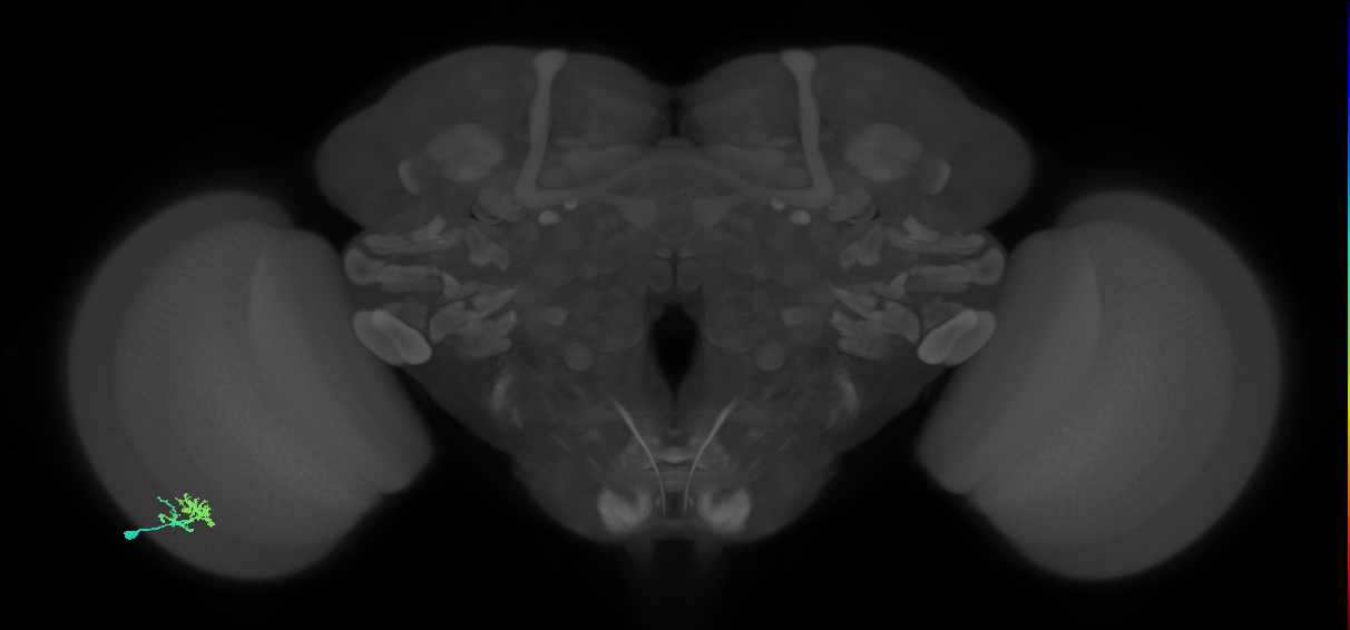 Dm10_L (MaleCNS:143418)