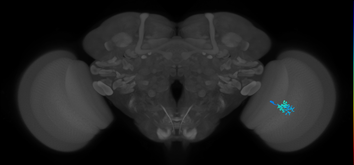 Dm10_R (MaleCNS:91959)