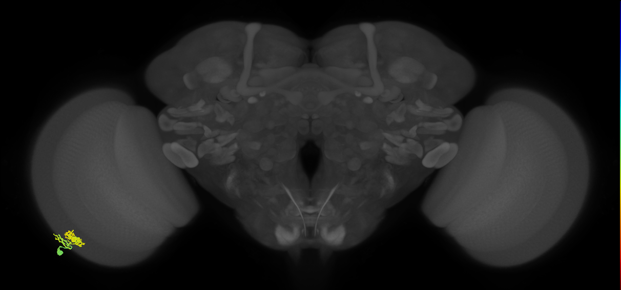 Dm10_L (MaleCNS:526182)