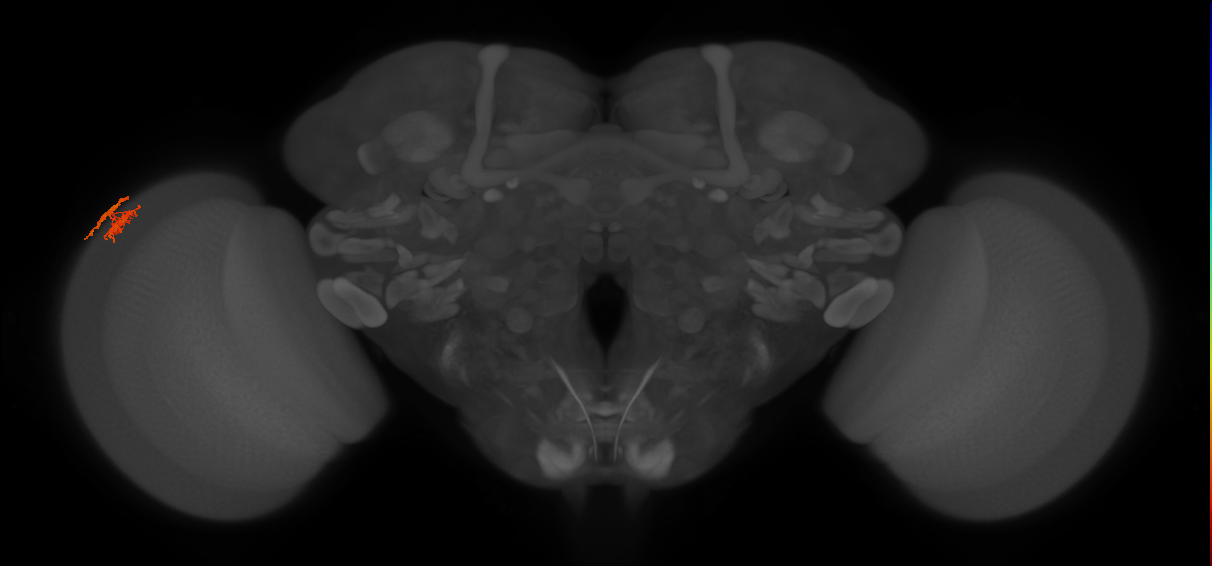 Dm10_L (MaleCNS:124314)