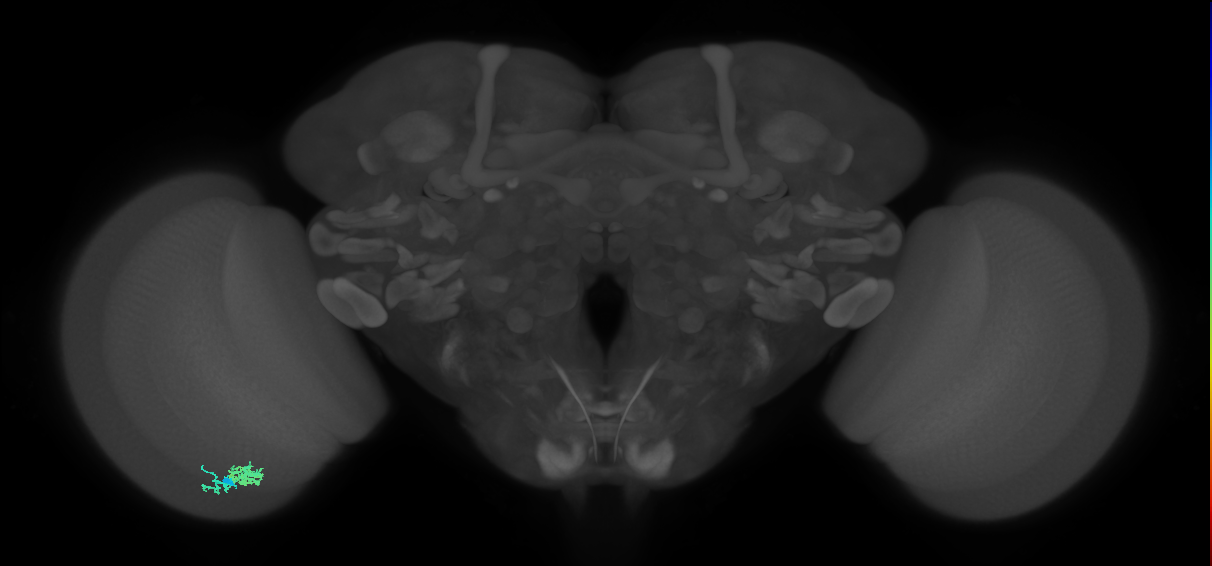 Dm10_L (MaleCNS:79947)