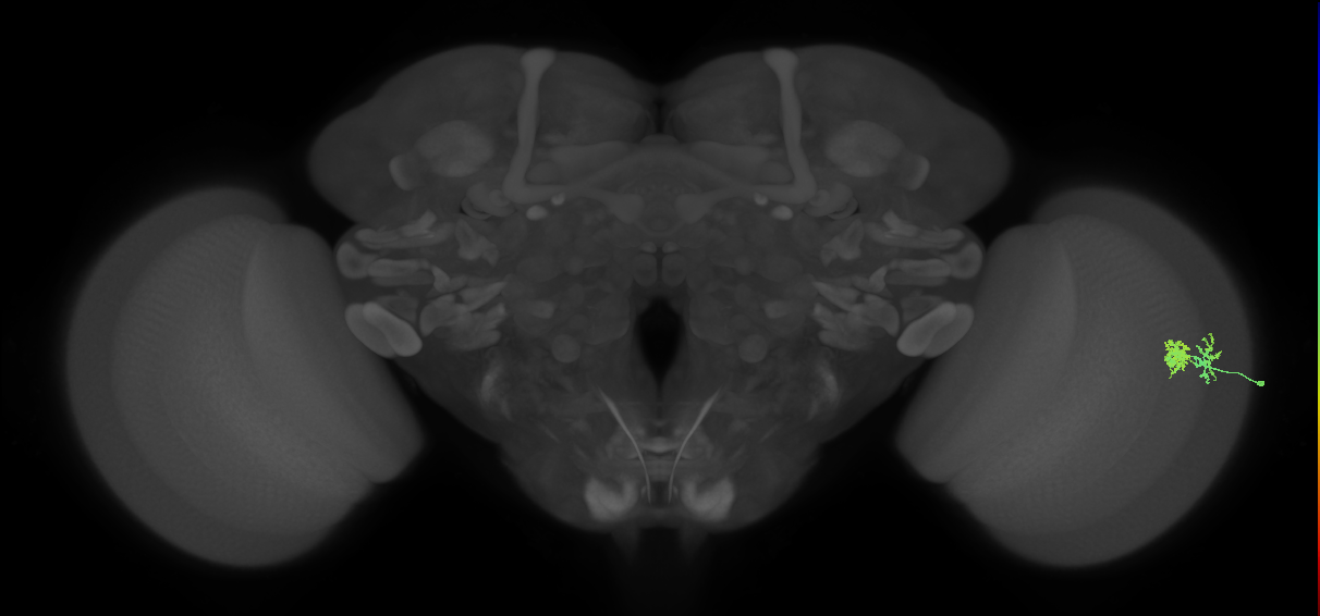 Dm10_R (MaleCNS:98705)