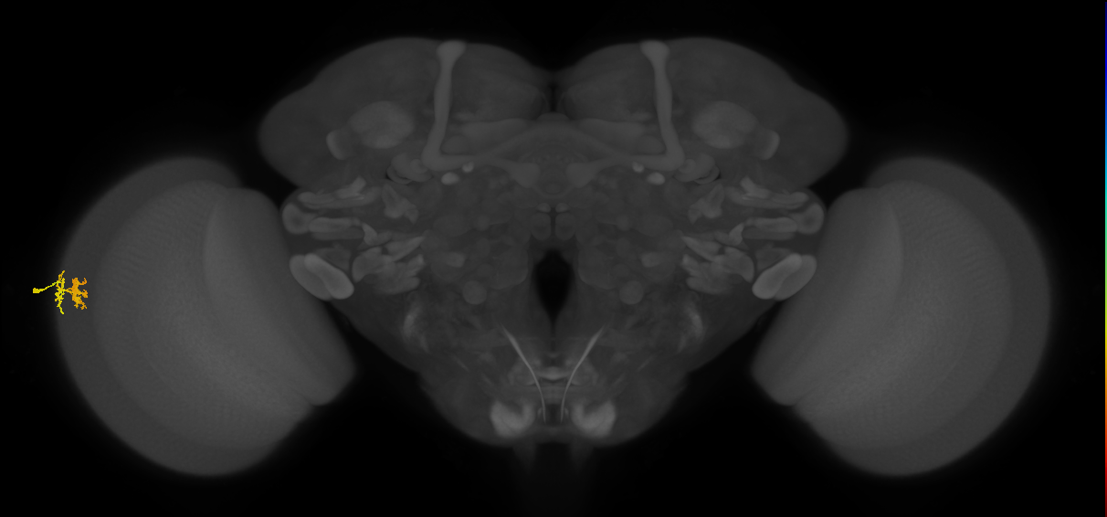 Dm10_L (MaleCNS:82141)