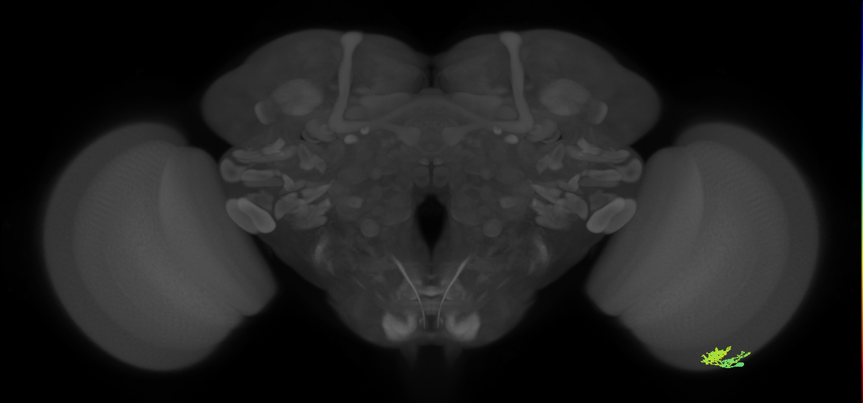 Dm10_R (MaleCNS:83441)