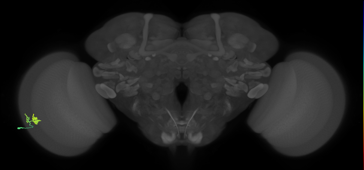 Dm10_L (MaleCNS:67643)