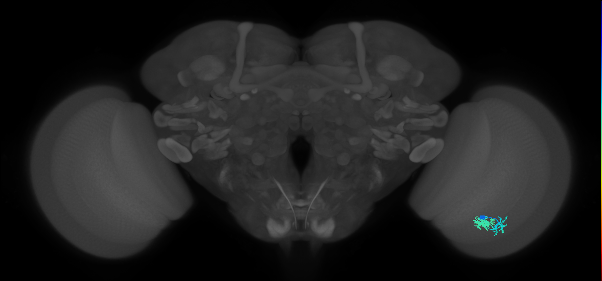 Dm10_R (MaleCNS:68741)