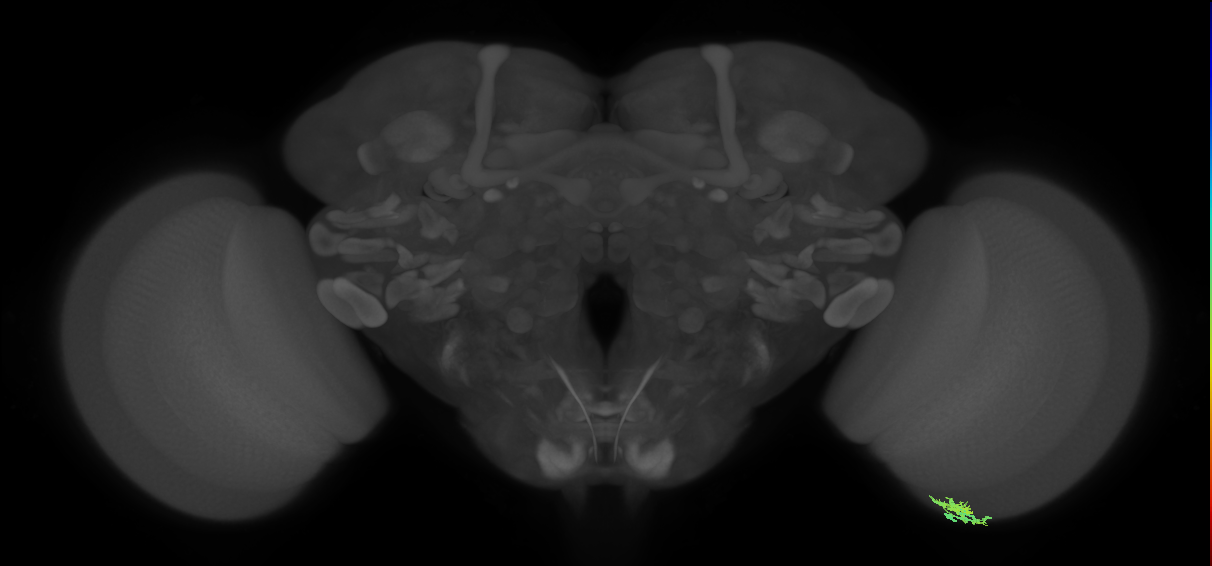 Dm10_R (MaleCNS:107756)