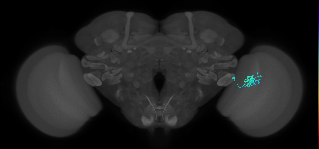 Dm10_R (MaleCNS:69436)
