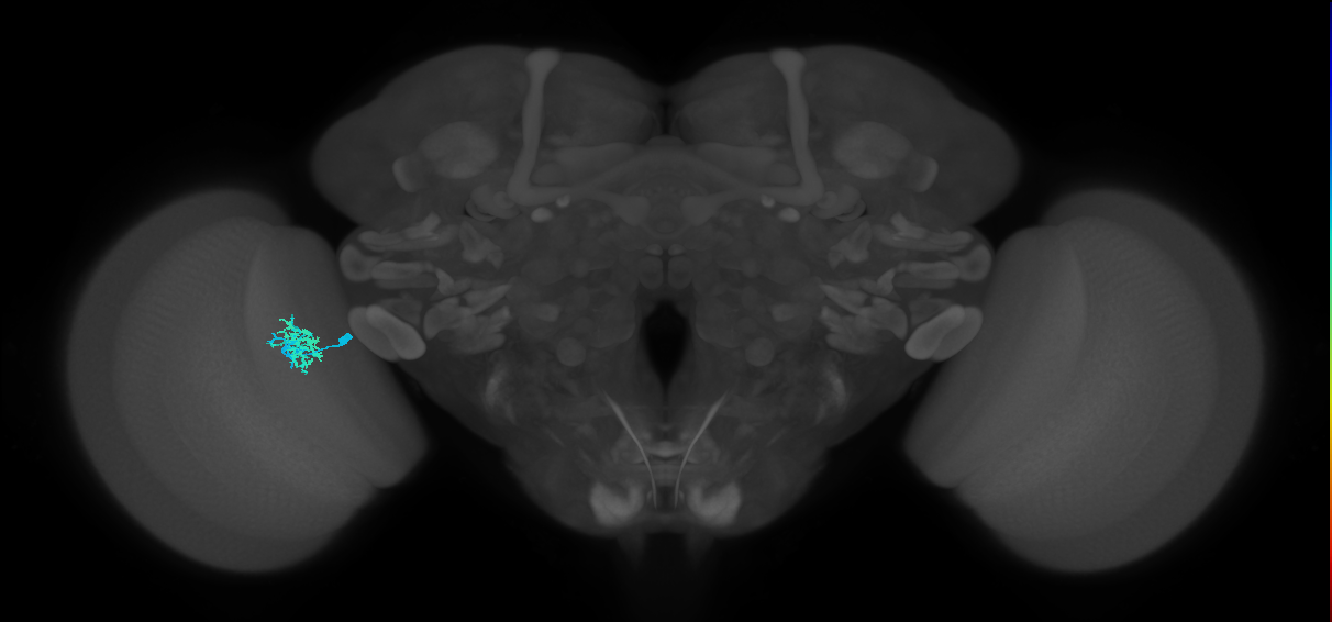 Dm10_L (MaleCNS:88557)