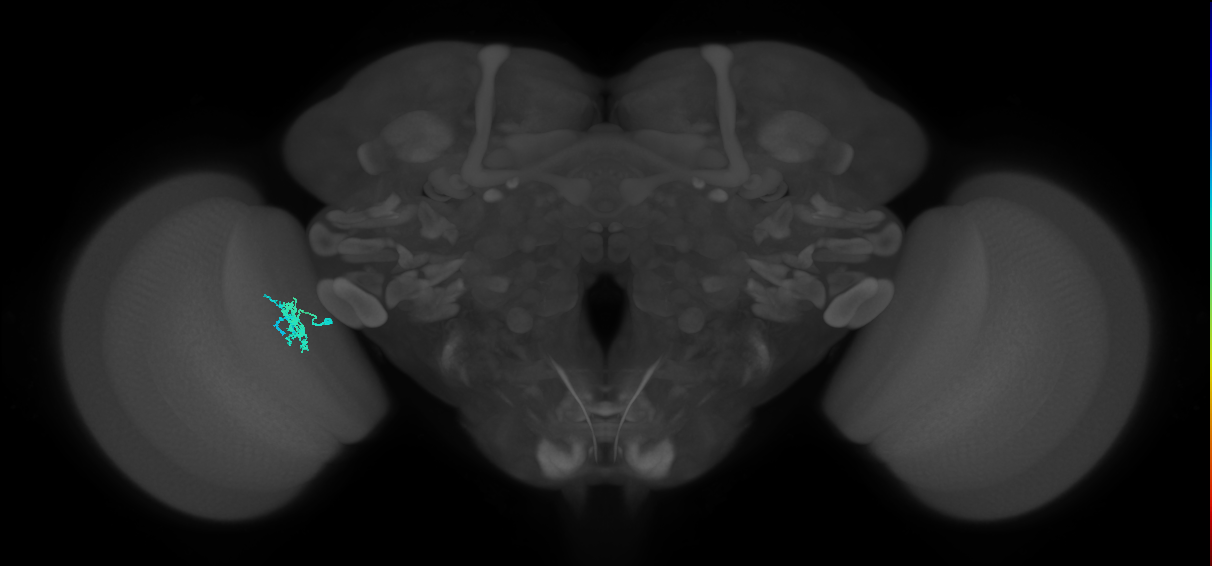 Dm10_L (MaleCNS:148415)