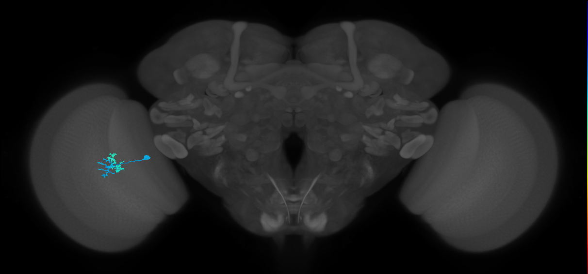 Dm10_L (MaleCNS:174169)