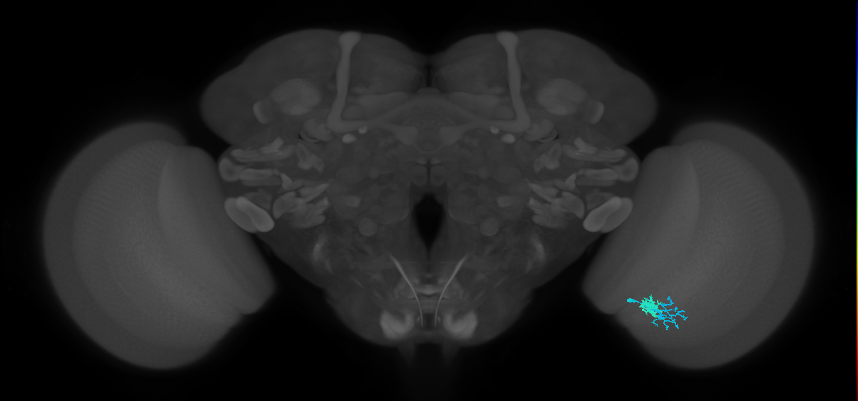 Dm10_R (MaleCNS:84955)