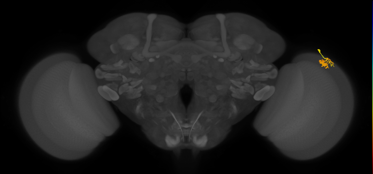 Dm10_R (MaleCNS:76596)