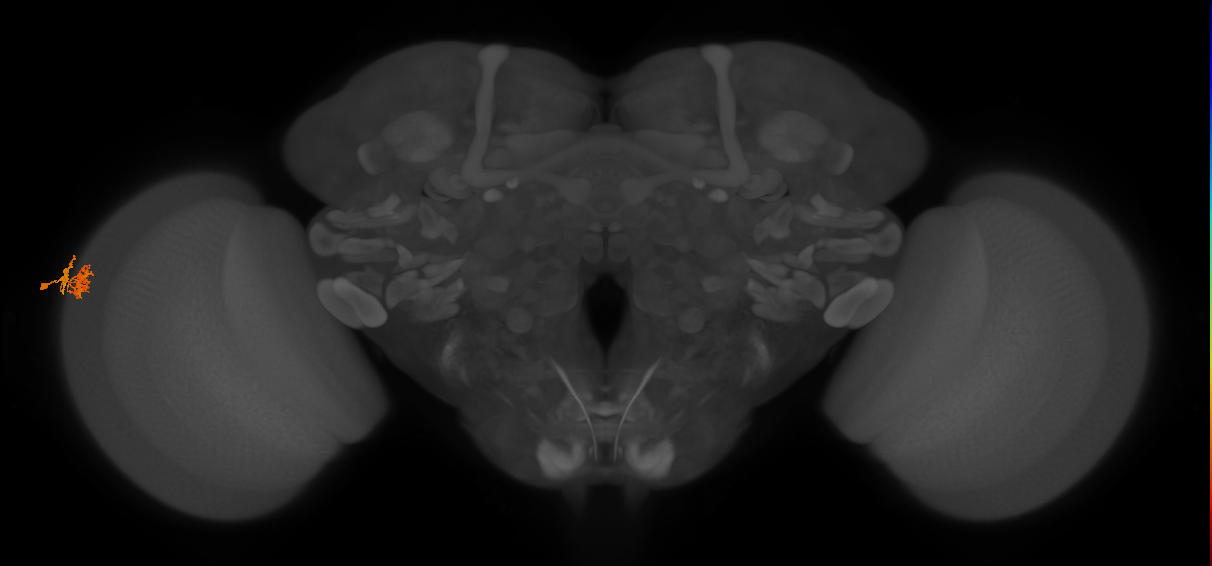 Dm10_L (MaleCNS:153804)