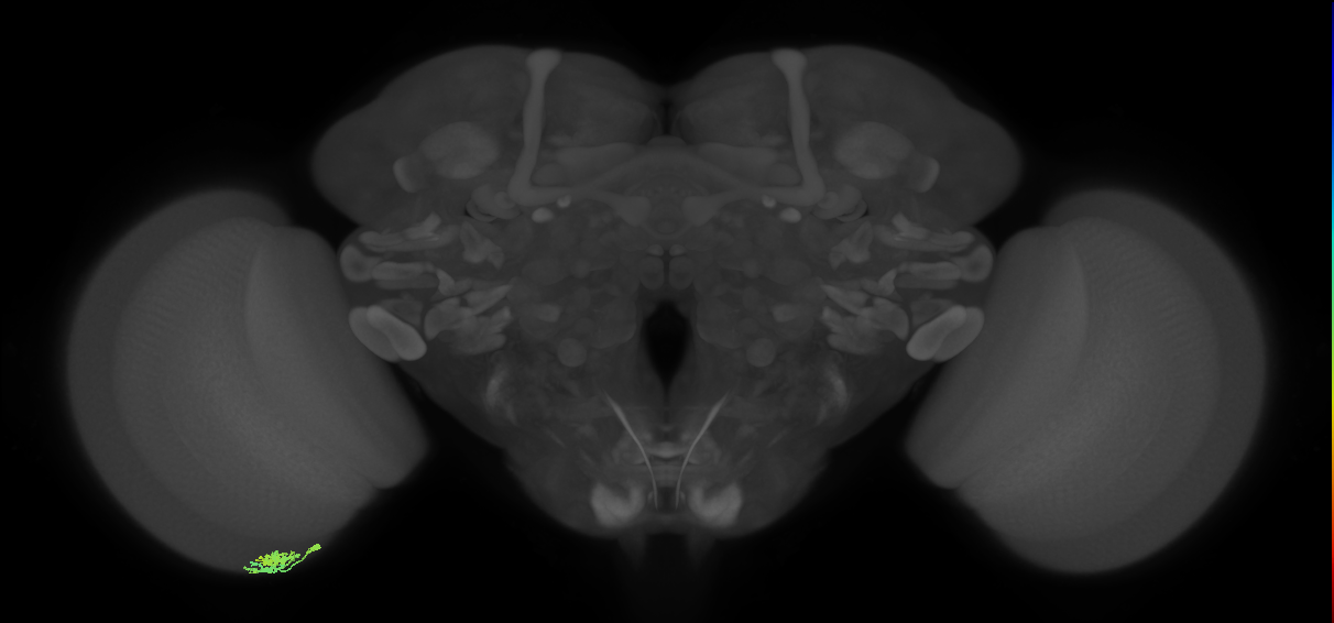 Dm10_L (MaleCNS:533790)