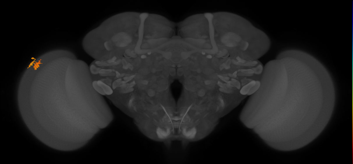 Dm10_L (MaleCNS:83323)