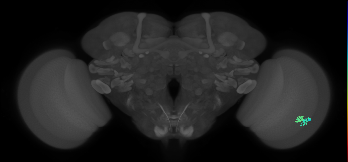 Dm10_R (MaleCNS:73656)