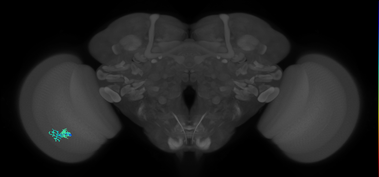 Dm10_L (MaleCNS:214141)