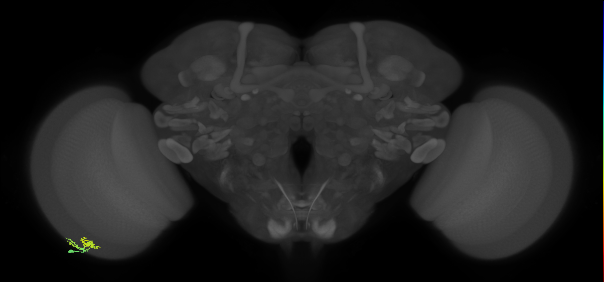 Dm10_L (MaleCNS:575468)