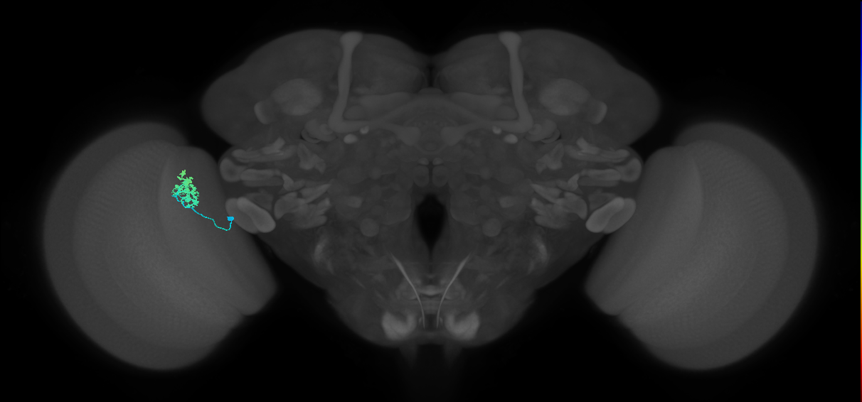 Dm10_L (MaleCNS:79296)