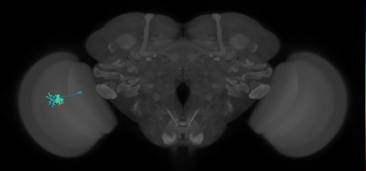 Dm10_L (MaleCNS:540461)
