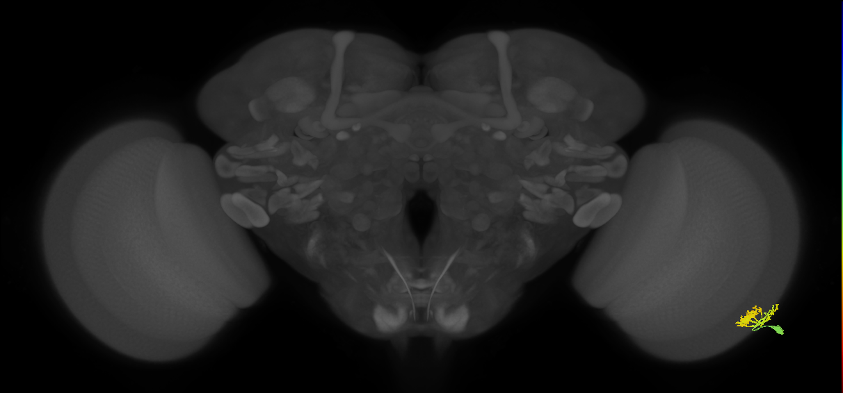 Dm10_R (MaleCNS:50558)