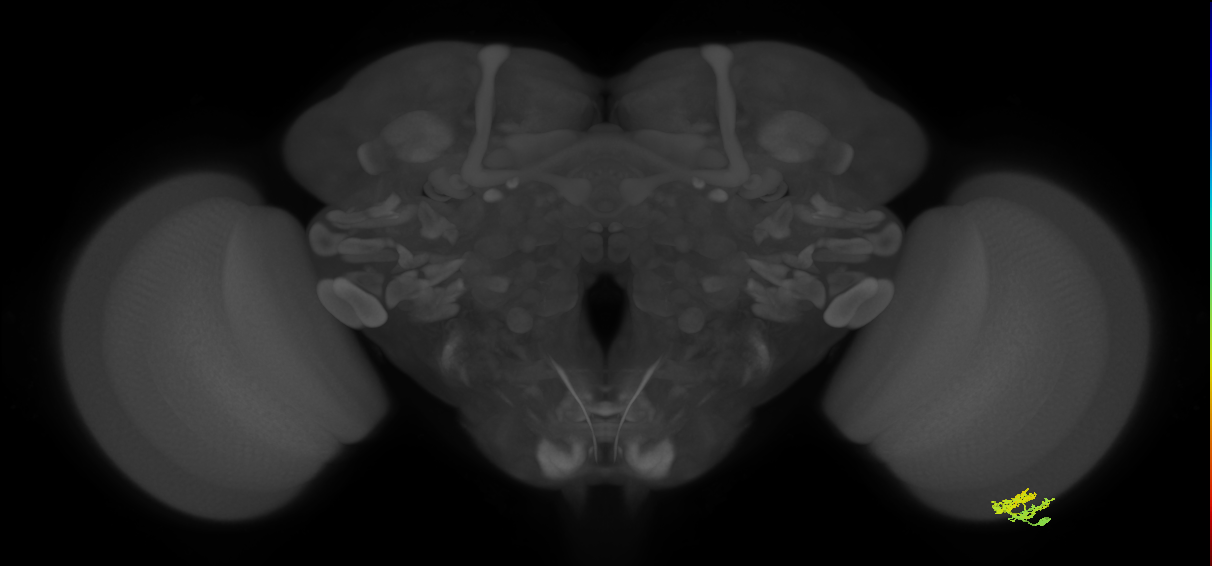 Dm10_R (MaleCNS:95641)