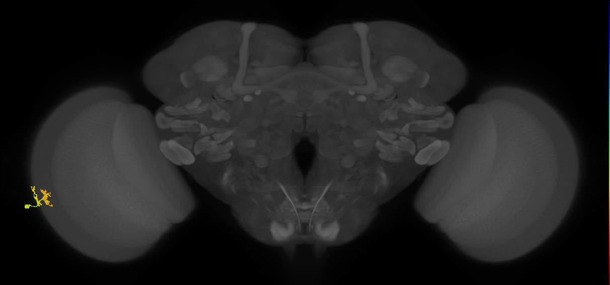 Dm10_L (MaleCNS:126112)