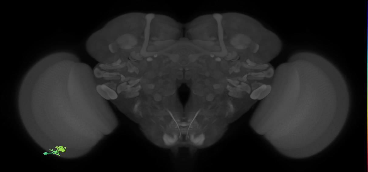 Dm10_L (MaleCNS:154871)