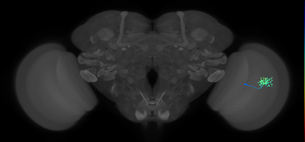 Dm10_R (MaleCNS:68333)