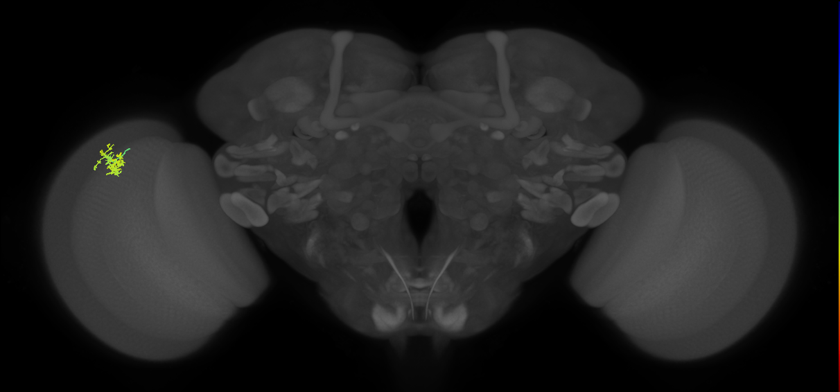 Dm10_L (MaleCNS:546191)
