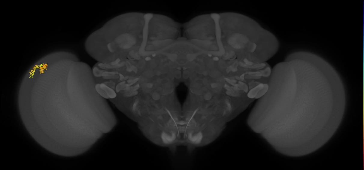 Dm10_L (MaleCNS:953668)