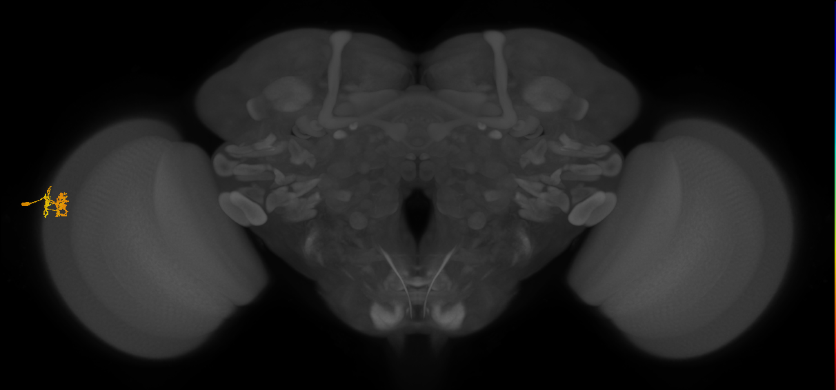 Dm10_L (MaleCNS:132662)
