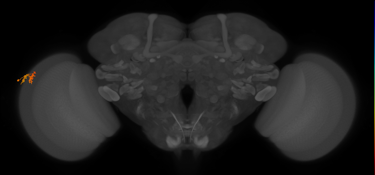 Dm10_L (MaleCNS:95984)