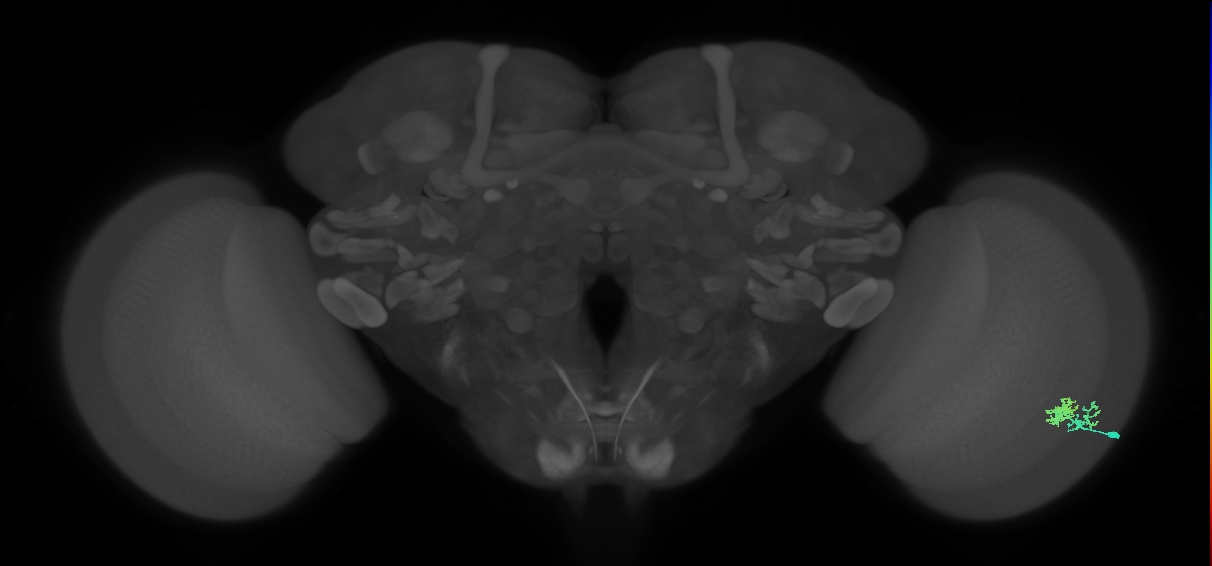 Dm10_R (MaleCNS:81615)