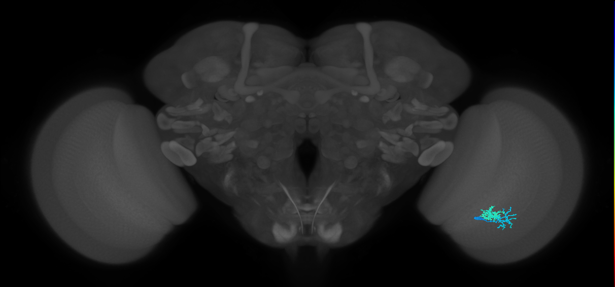 Dm10_R (MaleCNS:73281)