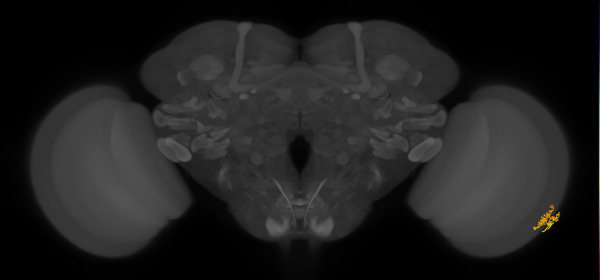 Dm10_R (MaleCNS:77936)