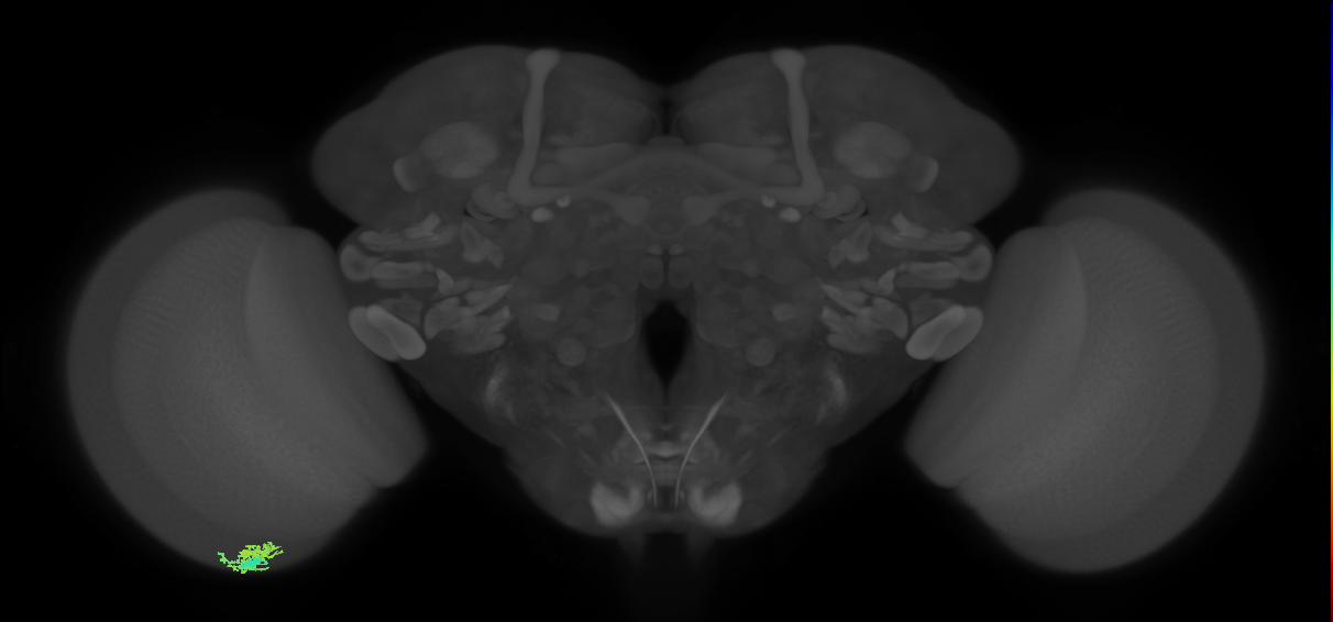 Dm10_L (MaleCNS:553046)