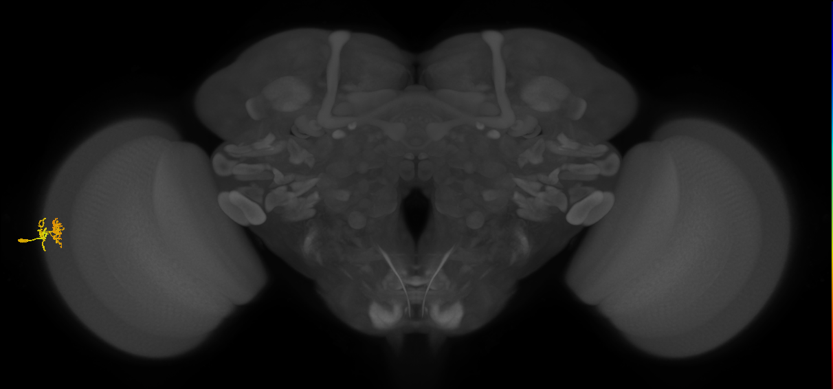 Dm10_L (MaleCNS:121559)