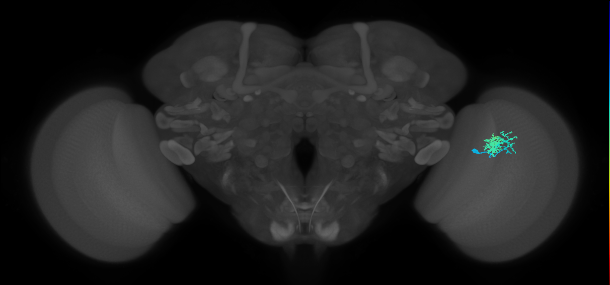 Dm10_R (MaleCNS:69949)
