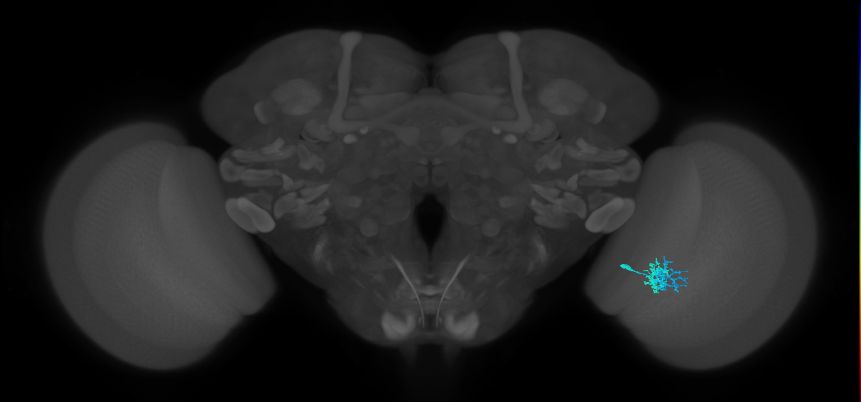 Dm10_R (MaleCNS:547710)