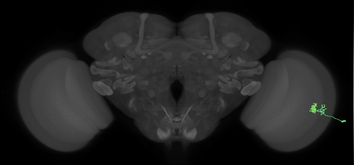 Dm10_R (MaleCNS:94385)