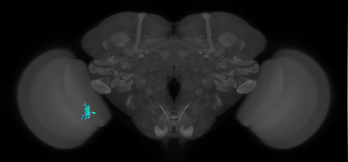 Dm10_L (MaleCNS:161097)