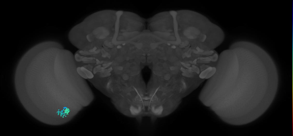 Dm10_L (MaleCNS:35901)