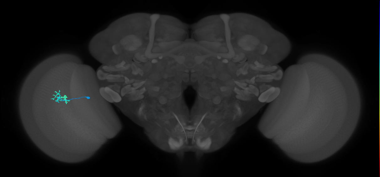 Dm10_L (MaleCNS:559826)